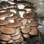 Свежие грибы вешенки